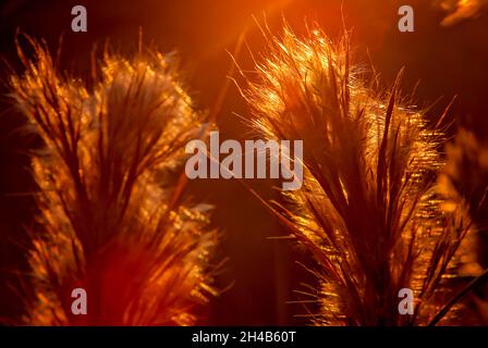 Bushy bluestem grass (Andropogon glomeratus) is backlit by the setting sun, Oct. 20, 2007, in Northport, Alabama. Stock Photo