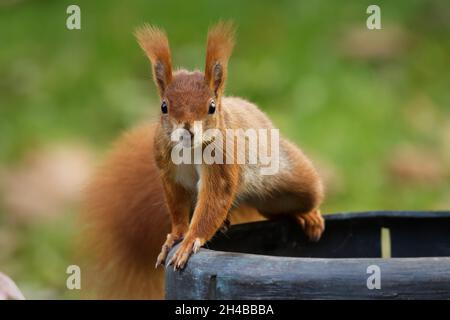 a cemetery squirrel sits on a barrel and looks curiously Stock Photo