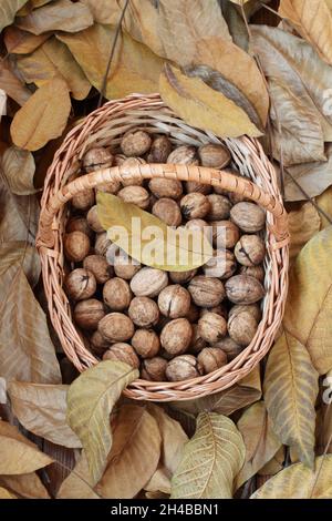 Walnuts, freshly picked and peeled from their green peels, ​lie in a wicker basket on a wooden deck sprinkled with dry walnut leaves. Day light. Close Stock Photo