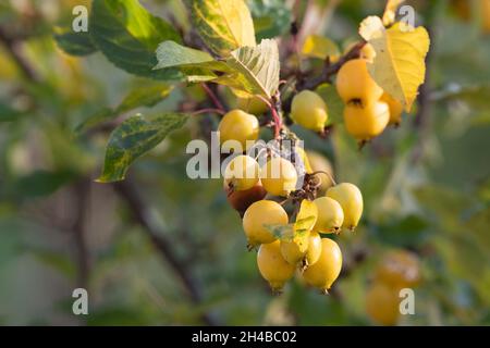 Golden-Yellow Crab Apples (Malus 'Golden Hornet') Ripening on the Tree in Autumn Sunshine Stock Photo