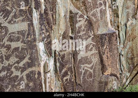 Painting on stone in the Kalbak-Tash tract. Rock carvings of animals made by ancient people - deer and goats, as well as hunting scenes, selective foc Stock Photo