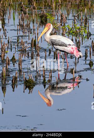 Painted stork in a wet land in search of food Stock Photo