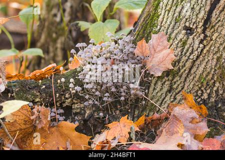 Parasola auricoma in autumn light Stock Photo