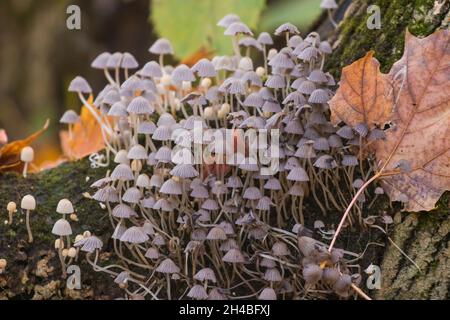 Parasola auricoma in autumn light Stock Photo