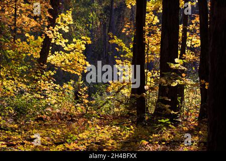 Maple forest in late Canadian autumn Stock Photo