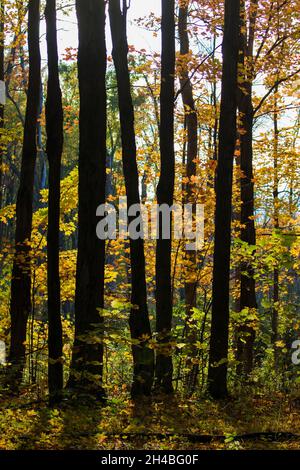 Maple forest in late Canadian autumn Stock Photo