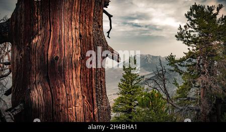 Tree without bark with a beautiful texture behind which you can see the tops of the mountain Stock Photo