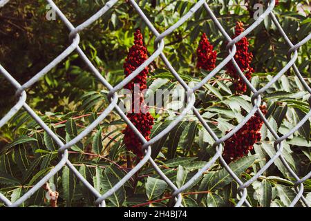 Bush with red berries behind a chain link fence Stock Photo