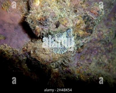 Rare image of Mediterranean Rock flower anemone - Phymanthus crucifer Stock Photo