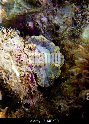 Rare image of Mediterranean Rock flower anemone - Phymanthus crucifer Stock Photo