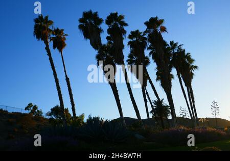 Los Angeles, California, USA 29th October 2021 A general view of atmosphere of Palm Trees on during Coronavirus Covid-19 Pandemic on October 29, 2021 in Los Angeles, California, USA. Photo by Barry King/Alamy Stock Photo Stock Photo