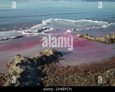 Purple ice on the shore of the Caspian Sea. Kazakhstan. Mangistau region. 22 November 2019 year. Stock Photo