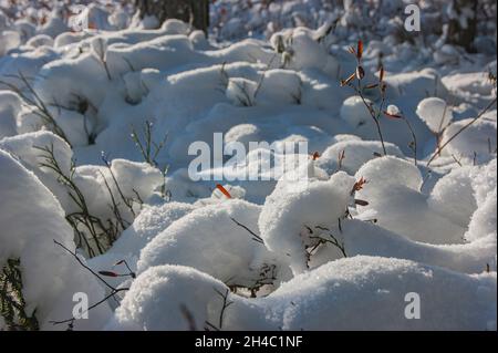 The plant sprouts from under the snow. In the winter forest, spring is gradually coming. Plants sprouting form whimsical balls on the ground. Stock Photo