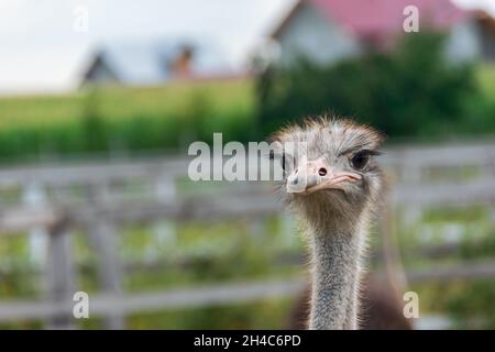 Ostrich head close-up on a farm Stock Photo