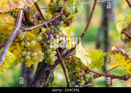 Ripe yellow grapes hang in the direct backlight of the sun on the bush Stock Photo