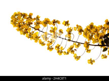 Yellow flowers of Senna spectabilis, golden wonder tree, isolated on white background Stock Photo