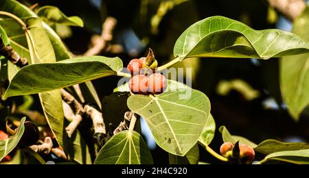 Fruits on Banyan tree Stock Photo