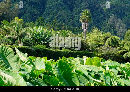 rich green nature on the azores island sao miguel Stock Photo