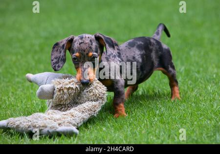 Photo of dachshund puppy knowns as badger dog. Funny dog walk and play with toy in outside garden. Actions, training games with family pets. Stock Photo