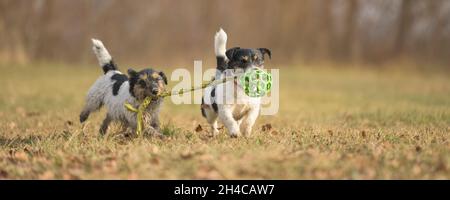 two cute small funny dirty jack russell terrier dogs are playing together on a meadow in autumn with a green ball Stock Photo