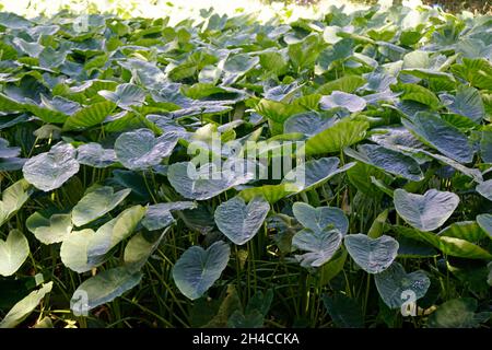 rich green nature on the azores island sao miguel Stock Photo