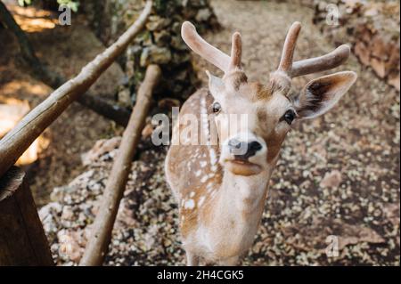 Deer in the Stone open nature reserve, zoo, Reserve on the island of Zakynthos.Greece. Stock Photo