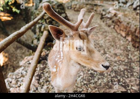 Deer in the Stone open nature reserve, zoo, Reserve on the island of Zakynthos.Greece. Stock Photo