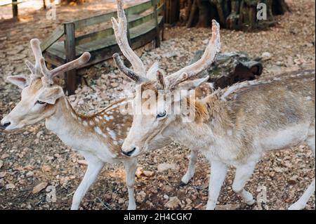 Deer in the Stone open nature reserve, zoo, Reserve on the island of Zakynthos.Greece. Stock Photo