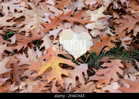 Autumn Oak leaves and Heart shaped leaf, foliage background Stock Photo