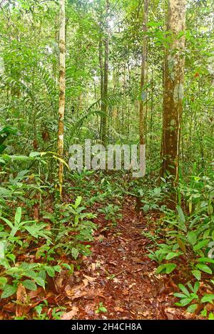 View of Amazon rainforest near to Rio Cuieiras river in Manaus, Brasil Stock Photo