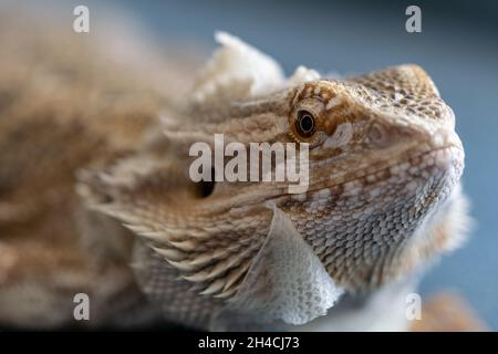 Eastern bearded dragon, a lizard with a beard and spines. Lizard molting. Close up view. Stock Photo