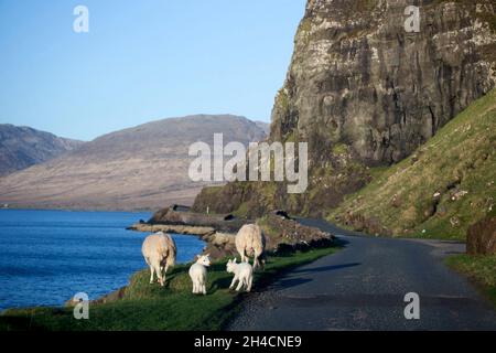 Sheep family at Loch na Keal (Scottish Gaelic: Loch na Caol) Stock Photo