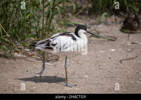 Pied Avocet (Recurvirostra avosetta) black and white wader, bird in the avocet and stilt family: Recurvirostridae. Stock Photo