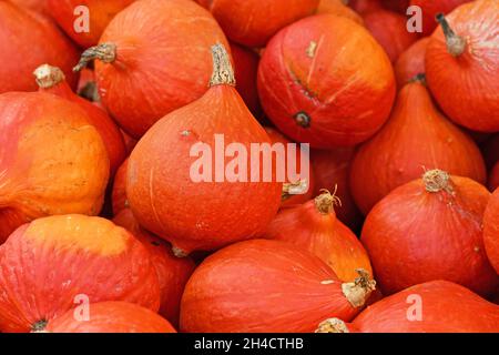 Red Kuri Hokkaido squash in pile of pumpkins Stock Photo