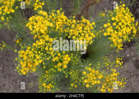 Goldilocks aster Galatella linosyris yellow flowers, perennial plant in the family Asteraceae, region: Eastern, Central and Southern Europe. Stock Photo