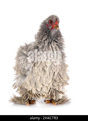 curly brahma in front of white background Stock Photo