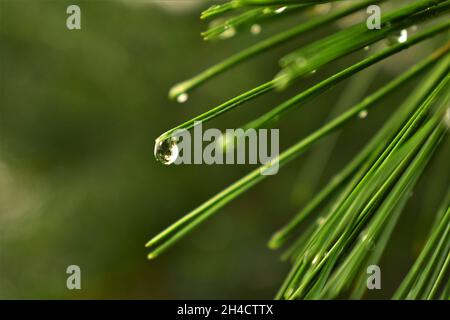 Rain droplets on pine needles Stock Photo