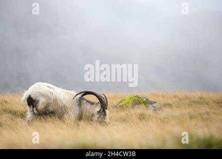 Close up of Welsh mountain goat, with long horns, roaming wild & grazing in a misty, autumnal Snowdonia National Park, North Wales, UK. Stock Photo