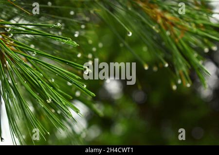 Rain droplets on pine needles Stock Photo