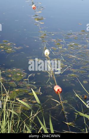 Red and white floaters on a small lake with algae and grass in the foreground, Schöntalweiher, Ludwigswinkel, Fischbach, Rhineland Palatinate, Germany Stock Photo