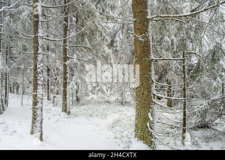 Snowy Spruce forest in wintertime Stock Photo