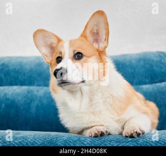 Close up of beautiful red and white Corgi dog resting on blue comfortable sofa. Cute Welsh Corgi looking aside with curiosity while resting on couch. Concept of pets.