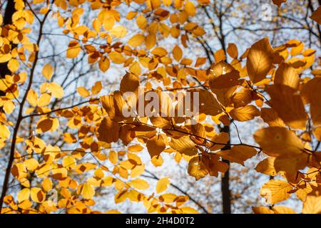 European beech or common beech (Fagus sylvatica) golden leaves in autumn. Yellow foliage. Backlit. Stock Photo