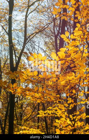 European beech or common beech (Fagus sylvatica) golden leaves in autumn. Yellow foliage. Backlit. Stock Photo