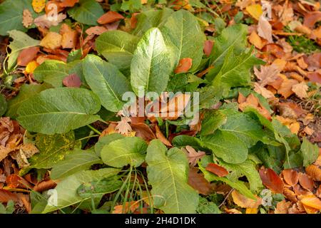 Bitter Dock (Rumex obtusifolius) green leaves in autumn. Close up. Detail. Stock Photo