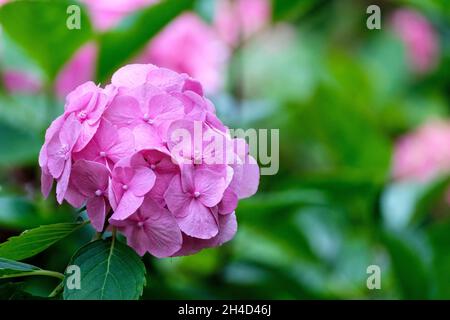 Pink flower head of compact, hortensia hydrangea macrophylla 'Altona'. Mophead hydrangea Stock Photo