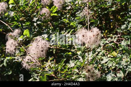 White Fluffy Of Clematide Vitalba In The Morning  Stock Photo