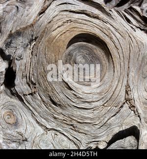 Tree wood texture bakcground abstract Stock Photo