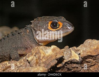 Closeup on the red-eyed crocodile skink, Tribolonotus gracilis Stock Photo