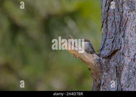 A brown-headed nuthatch (Sitta pusilla) perched on a short branch at the trunk of a tree in St. Augustine, Florida. Stock Photo
